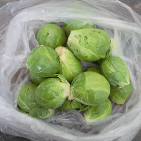 A plastic bag filled with brussels sprouts.