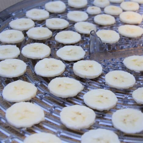 Slices of fresh banana are lined up on a dehydrator rack.