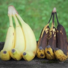 Fresh ripe bananas next to over ripe soft bananas perfect for baking