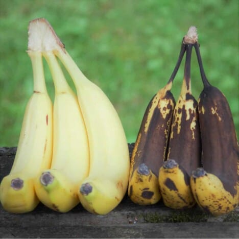 Fresh ripe bananas next to over ripe soft bananas perfect for baking