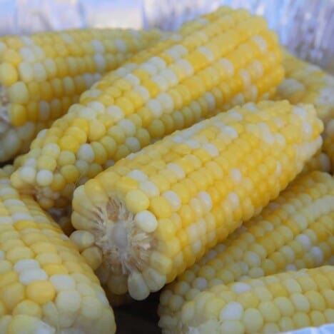 Cooked corn ears stacked in foil tray