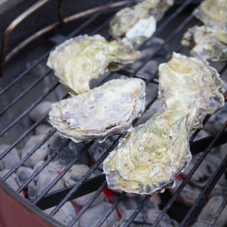 Looking down on oysters being grilled over charcoal.