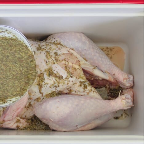 The brine concentrate is being poured over the raw turkey sitting in the cooler.