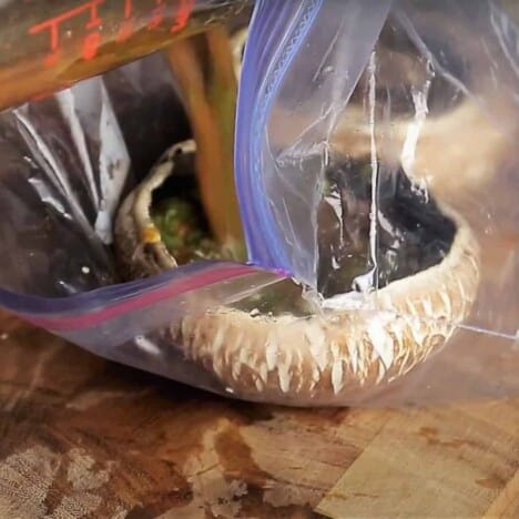 Two portobello mushrooms are in a resealable plastic bag with marinade, resting on a wooden cutting board.